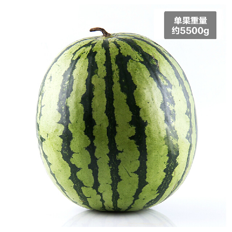京欣西瓜1个约重10-12斤