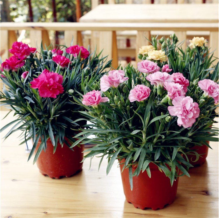 康乃馨盆栽绿植花卉带花苞客厅办公桌花草鲜花观花植物 红色 不含盆