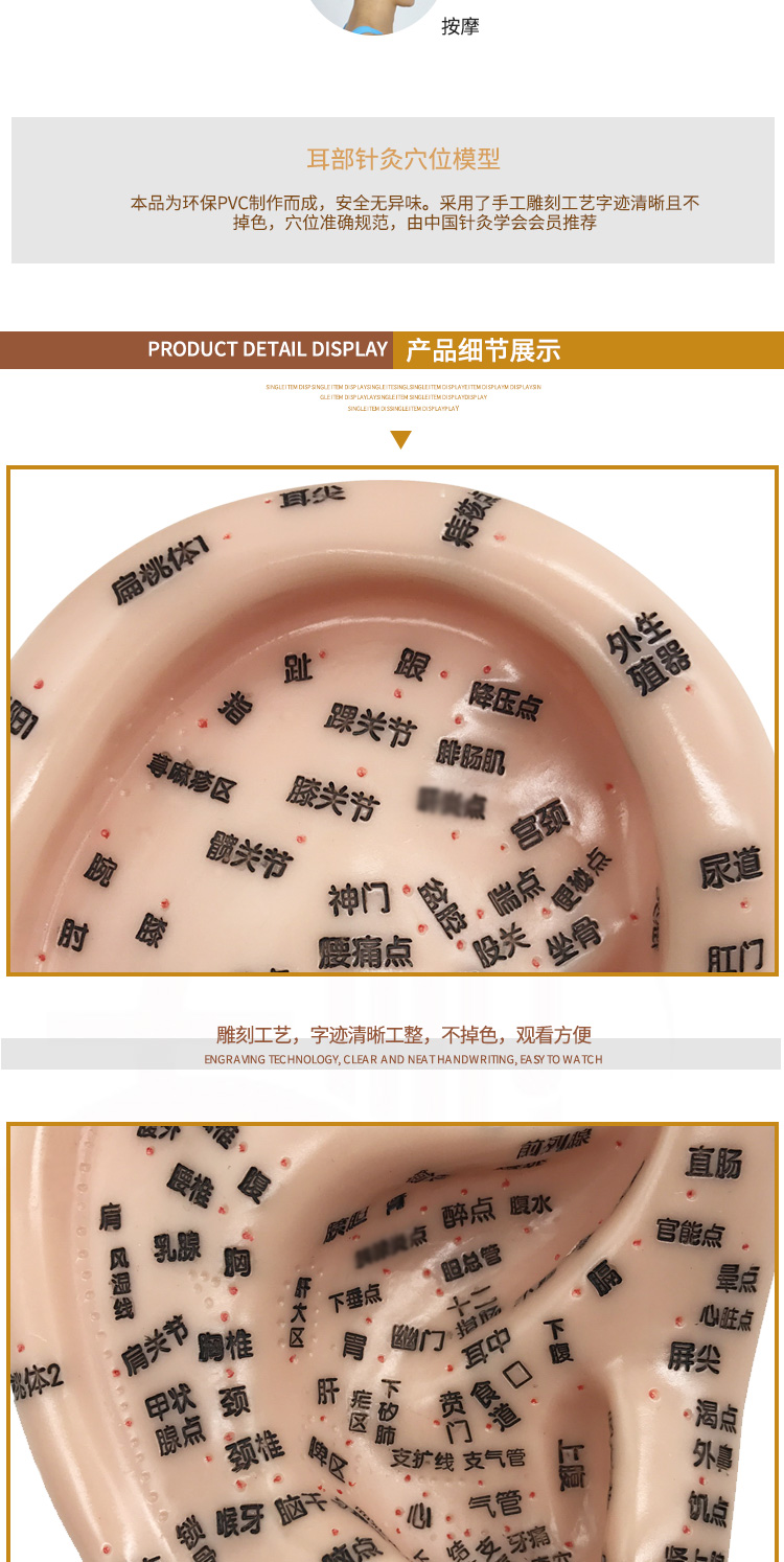 耳穴模型针灸耳穴反射区超清晰刻字耳朵穴位模型大号针灸耳穴模型17cm