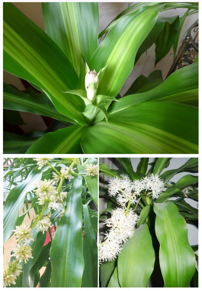 水培植物巴西木盆栽幸运木,室内盆栽桌面绿植庭院花卉