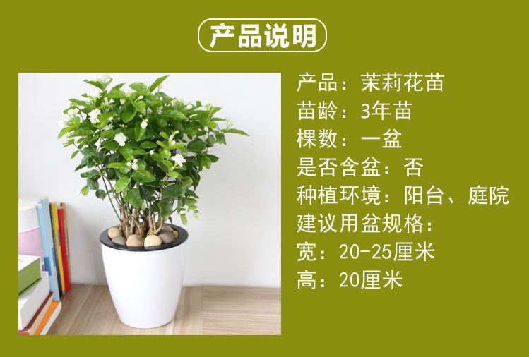 现货 京东云仓发货 茉莉花盆栽室内外花卉绿植种好带香味植物盆景