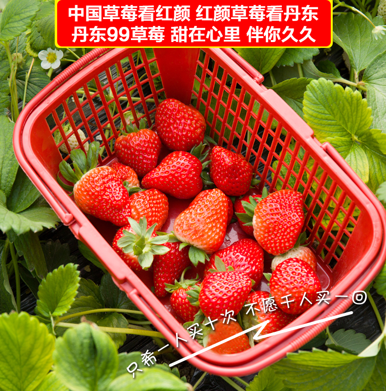 顺丰现货特心鲜丹东九九草莓新鲜99草莓奶油红颜水果草莓2斤中大果单