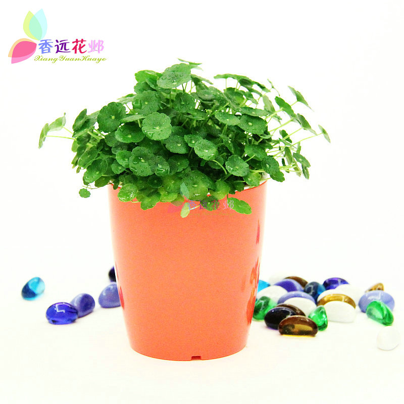 铜钱草 金钱草 铜钱草 金钱草