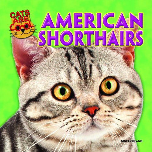 【预订】american shorthairs