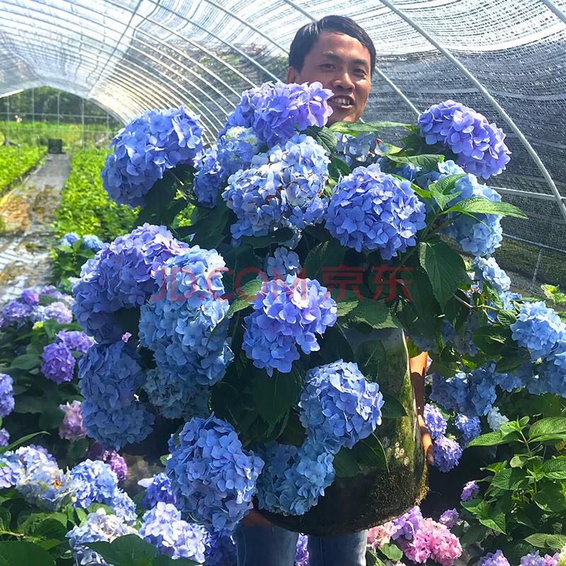 绣球花苗当年开花盆栽地栽植物绣球苗紫阳花八仙花洋绣球无尽夏3年苗 图片价格品牌报价 京东