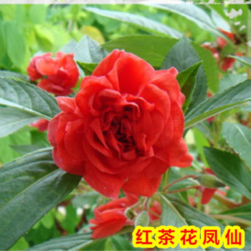 花卉种子茶花凤仙七彩凤仙花种子四季播种指甲花盆栽阳台庭院红茶花凤仙500粒 肥 图片价格品牌报价 京东