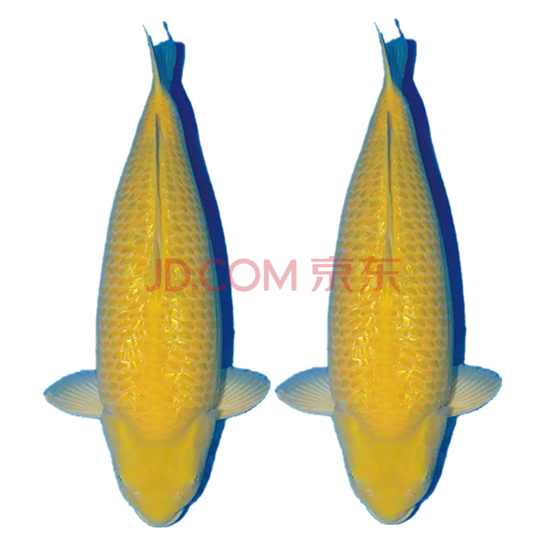 古介日本锦鲤鱼活体昭和白写观赏鱼红白丹顶大正三色白金乌金黄金锦鲤鱼一代鱼冷水鱼黄金锦鲤一条35-40厘米【图片价格品牌
