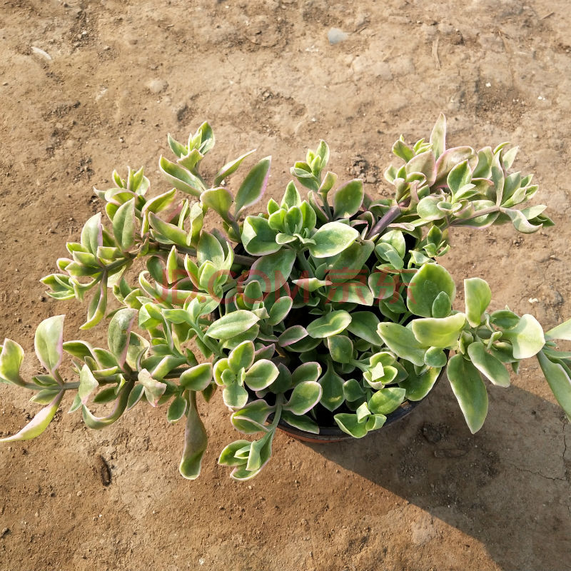 牡丹吊兰 穿心莲花曼草锦盆栽花卉室内植物美观易种植花蔓草 实物没有图片上大 不含盆 图片价格品牌报价 京东