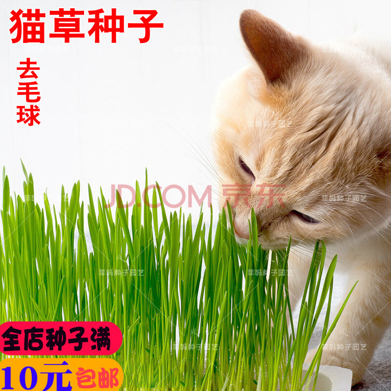 新种无公害猫儿草种子猫草种子去毛球调理肠道猫薄荷小麦草种子水培 图片价格品牌报价 京东