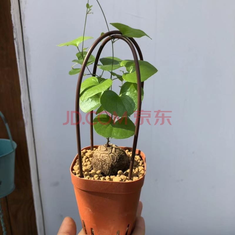 多肉植物南非进口龟甲龙盆栽块根多肉植物一物一拍龟甲龙3 4厘米择优发不含盆 图片价格品牌报价 京东