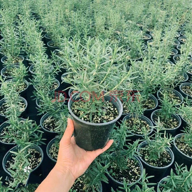 百里香迷迭香苗牛至鼠尾草欧芹香草盆栽植物 宽叶迷迭香 12cm盆栽含盆 图片价格品牌报价 京东