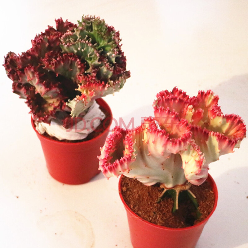 风水植物彩色仙人掌盆栽玉麒麟彩色玉麒麟花麒麟麒麟掌彩麒麟 图片价格品牌报价 京东