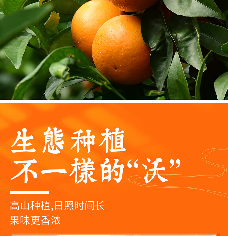 寻味君 广西武鸣沃柑 新鲜水果柑橘子桔子 严选3斤 精美礼盒装【净重8