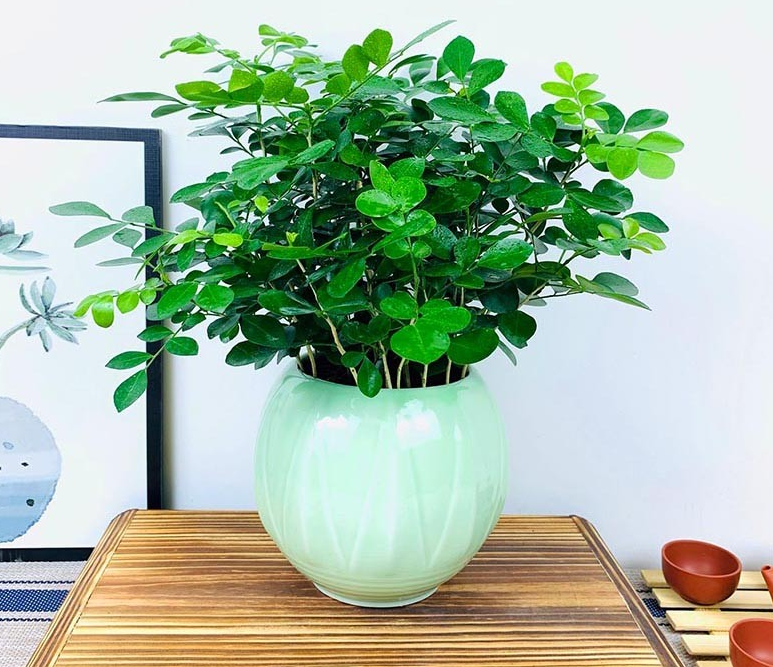 九里香盆栽九里香树桩苗独杆九里香办公室内阳台桌面开花庭院浓香绿植