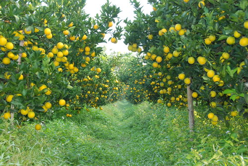 果园如何驱赶松鼠