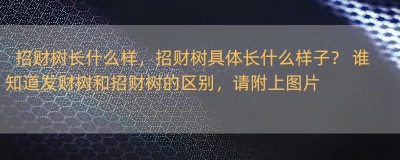 招财树长什么样，招财树具体长什么样子？ 谁知道发财树和招财树的区别，请附上图片