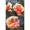 

月季花