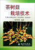 

茶树菇栽培技术