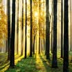 Custom 3D Natural Scenery Mural Wallpaper Forest Under the Sunshine Hermosa escena de papel de pared para sala de estar TV Sofa Backdrop