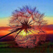 Homegeek 5D Diy Diamond Embroidery Dream Dandelion Sunset Cute Hedgehog Painting Rhinestone Home Decoration homegeek kopen in de aanbieding Homegeek 5D Diy Diamond Embroidery Dream Dandelion Sunset Cute Hedgehog Painting Rhinestone Home Decoration homegeek kopen in de aanbieding