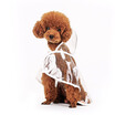 Joy Collection Wang Yuan Hoopet Teddy Bear Puppy Transparent Four Legged Raincoat Small Dog Waterproof Clothing Clothes Beautiful S Bust 35 38Cm joy collection kopen in de aanbieding Joy Collection Wang Yuan Hoopet Teddy Bear Puppy Transparent Four Legged Raincoat Small Dog Waterproof Clothing Clothes Beautiful S Bust 35 38Cm joy collection kopen in de aanbieding