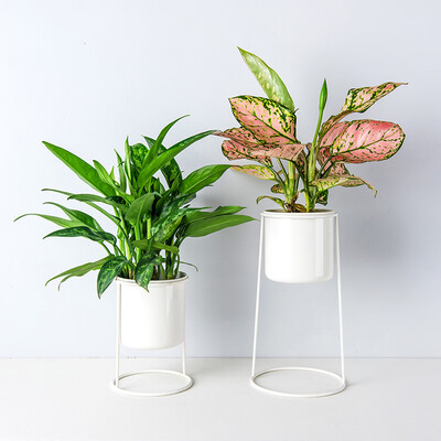 

Set of 2 Metal Desktop Planter Succulent Cactus Air Plant Flower Pots Holder with High Framework Stands Desktop Decoration--White