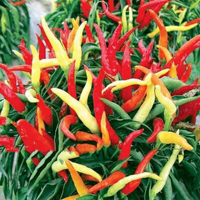 

Multicolor Pepper Seeds Home Garden Balcony Ornamental Potted Plant Vegetable Seeds