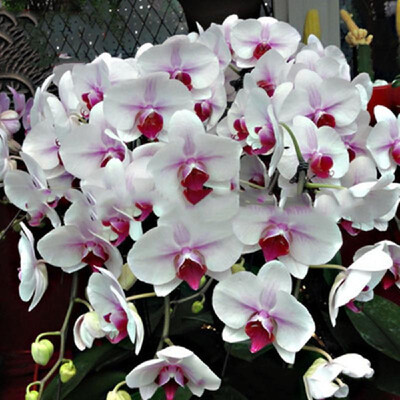 

20PCS Butterfly Orchid Seeds Phalaenopsis Bonsai Flower Seed Plants Potted Home Garden Balcony DecorationType 8