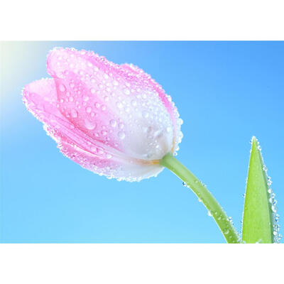 

5D DIY Full Drill Diamond Painting Flower Cross Stitch Embroidery Mosaic