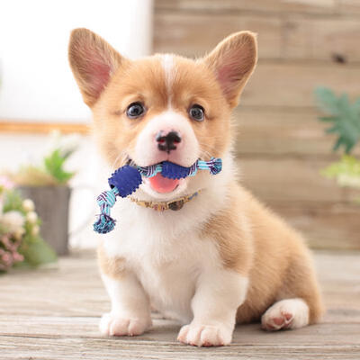 

Greensen 4 Pcs Funny Cotton Soft Pet Dog Double Knot Clean Teeth Grinding Bite Braided Rope Chew Toys