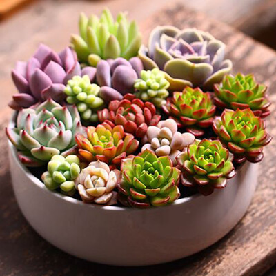 

100pcsBag Succulent Plant Seeds Flower Seeds for Living Room Home Garden Plant Seeds