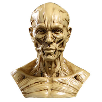 

High Precision Resin Simulation Muscle Skull Medical Mannequin Bust Crafts