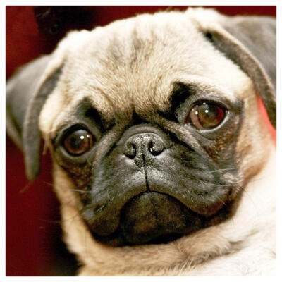 

5D DIY Full Drill Diamond Painting Dog Animal Cross Stitch Embroidery Kits