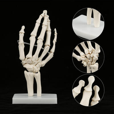 

Greensen Medical Anatomical Life-size Human Hand Joint Study Skeleton Model Medical Hand Skeleton Medical Hand Model