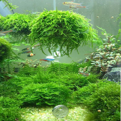 

2017 New 5cm Aquarium Fish Tank Media Moss Ball Live Plant Filter Filtration Decor Funny