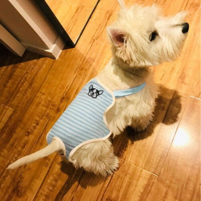 

Large Female Dog Puppy Pet Pants Physiological Sanitary Panty Underwear