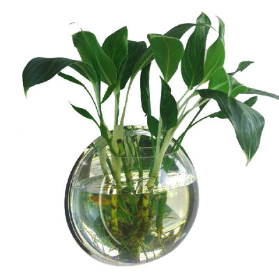 

Decorative Wall Mounted Fish Tank Bowl