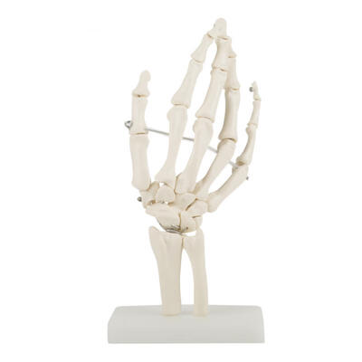 

Greensen Medical Anatomical Life-size Human Hand Joint Study Skeleton Model