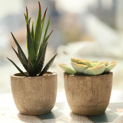 

Greensen 2Pcs Miniature Artificial Succulent Potted Plants Decoration Mini Fake Bonsai Plant