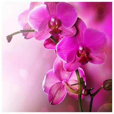 

5D DIY Full Drill Diamond Painting Pink Flowers Cross Stitch Embroidery Kit