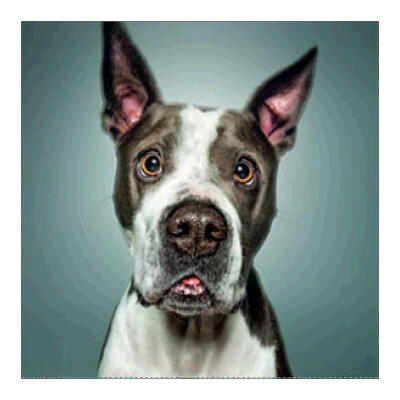 

5D DIY Full Drill Diamond Painting Dog Cross Stitch Embroidery Mosaic Kit