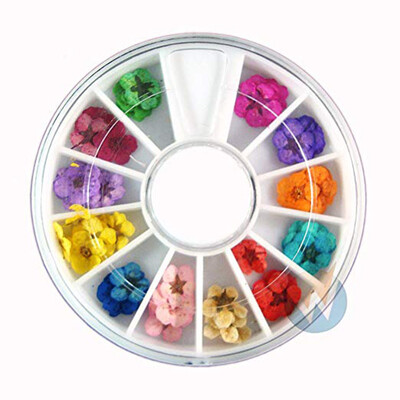 

Gobestart Art Accessories Real Dry Dried Flowers 12 Colors Bundle Set in Wheel