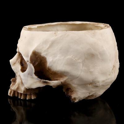 

Greensen 1pc Resin Skull Head Design Flower Pot Planter Container Decoration