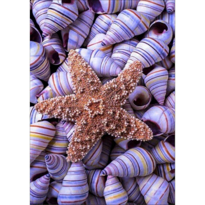 

DIY Semi-finished Diamond Painting 5D Still Life Theme Starfish Hippocampus Conch Home Living Room Bedroom Office Decoration