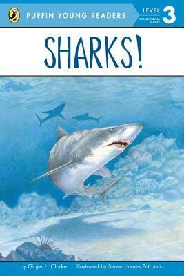 

EXP Sharks