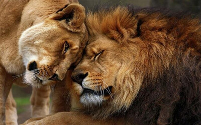 

Photo wallpaper HD 3D domineering lion animal photography TV background wall large mural living room backdrop wallpaper