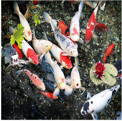 

Free Shipping 3D stereo custom carp pond flooring wallpaper painting decorating bedroom restaurant floor PVC mural 250cmx200cm