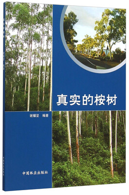 

真实的桉树