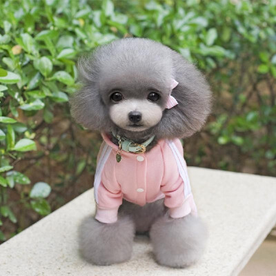 

Winter Warm Pet Dog Clothes Wear Jacket Cotton Small Pet Dog Clothes for Dog Jumpsuit Coat Clothing For Dogs Sportswear Hoodie