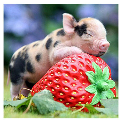 

UpperX 5D Diy Diamond Painting "Pig&Strawberry"3D Diamond Painting Round Rhinestones Diamant Painting Embroidery